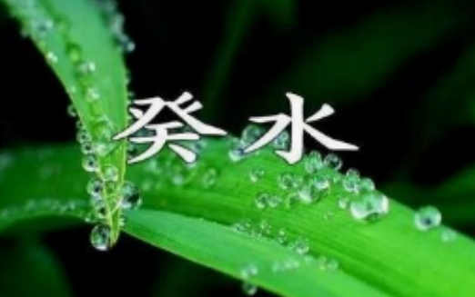 阳台养什么植物风水好（阳台养什么植物风水好,招财,身体好）