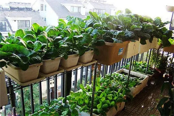 阳台宜养风水植物有哪些