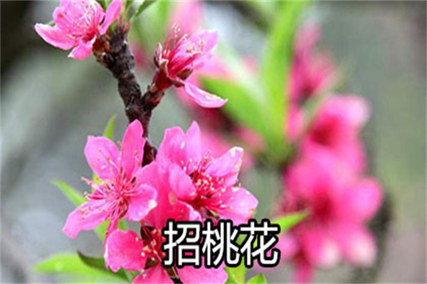 家中招桃花风水秘法（家里招桃花风水）