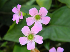 八字带天禧桃花和红艳桃花