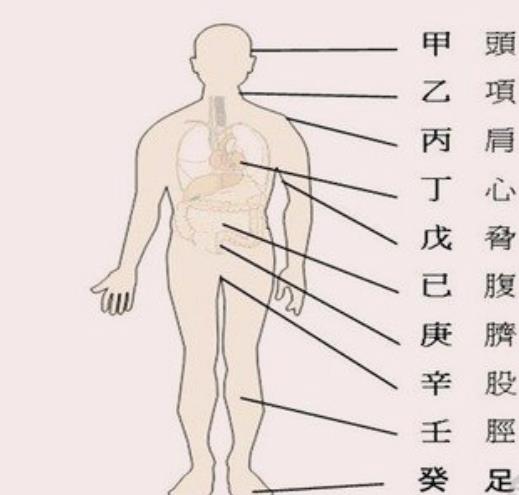 八字中代表的人体器官信息